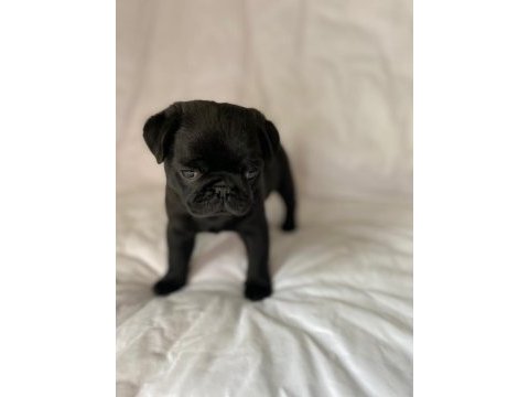 Gül kuyruk sevecen lekesiz siyah pug