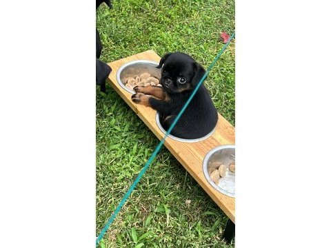 Küçük ( petit ) brabançon elit yavru köpekler