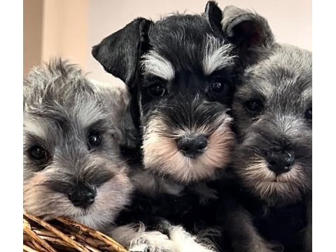 Fcı şecereli miniature schnauzer'ler