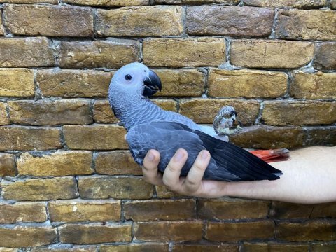 Bebek jako papağanı