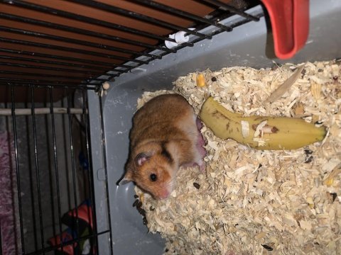 4 aylık 1 anne 13 bebek hamster