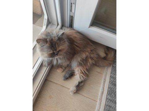 Persian kızıma güzel bakabilecek bir aile arıyorum