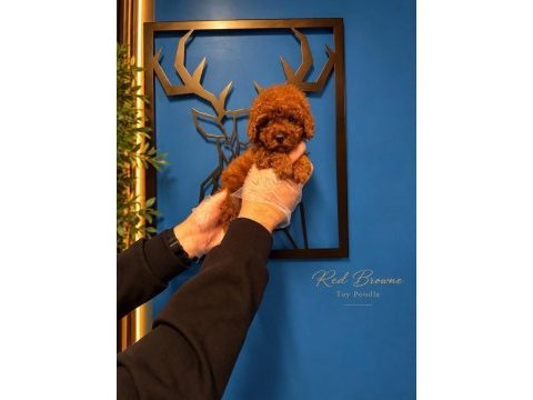 Irk garanti toy poodle yavrularımız
