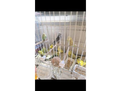 Yeme düşmüş renk güzeli yavru muhabbet kuşları