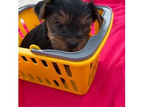 Yorkshire terrier 50 günlük