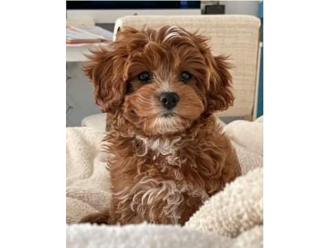 Üstün zekalı akıl küpü cavapoo yavruları