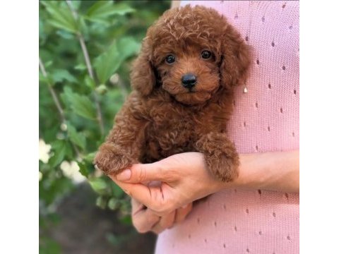 Kore toy poodle yavrular