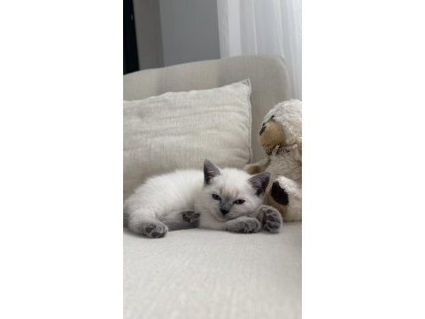 British shorthair 55 günlük erkek