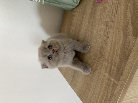 Scottish fold