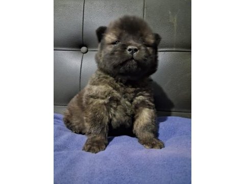 Rengarenk chow chow bebekler