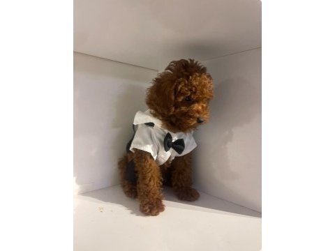Efsane poodle yavrularımız hazır