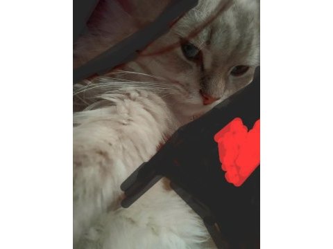 Çok sevimli ve akıllı chinchilla kedisi
