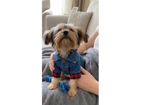 Uyumlu çok akıllı yorkshire terrier