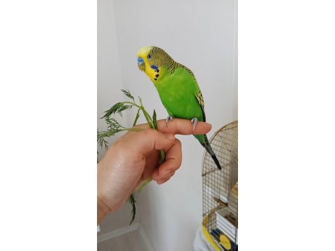 3 yaşında erkek muhabbet kuşu kızgınlık döneminde