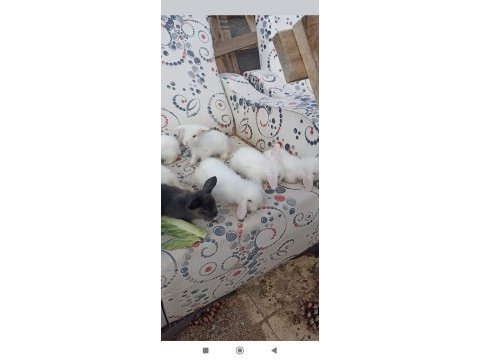 Hollanda teddy lop tavşan yavruları