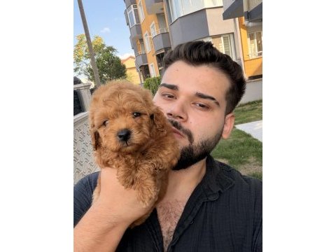 Kore teacup poodle yavrularımız yeni yuvasına hazır