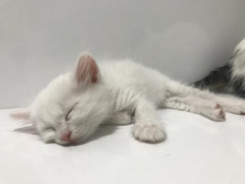 Beyaz ankara kedisi