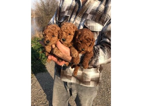 Poodle yavruları ücretsiz değildir
