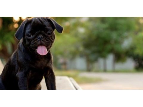 İki buçuk aylık pug