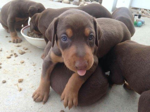 A kalite doberman bebekler