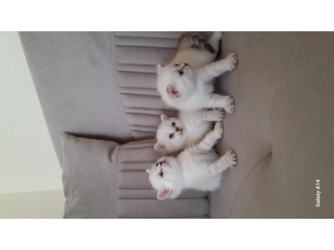 British shorthair karma