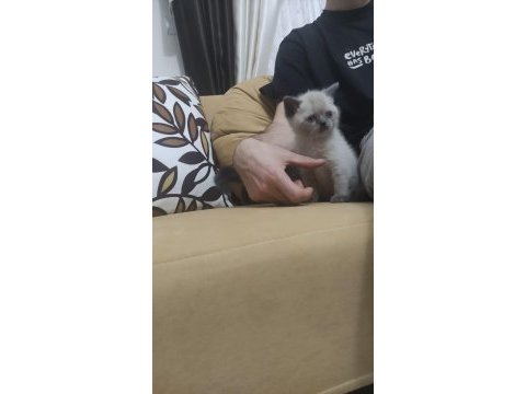 50 günlük scottish fold ve british shorthair