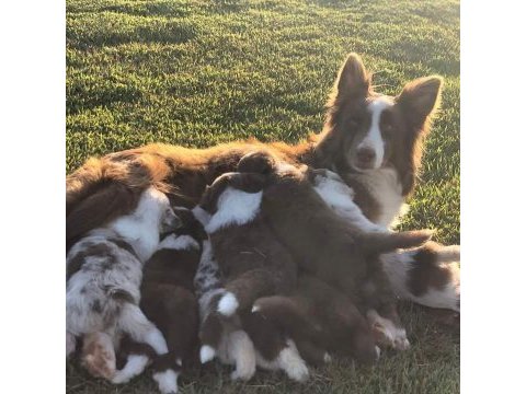 Border collie yavru köpekler