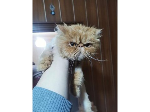 Safkan erkek iran kedisi 13 aylık