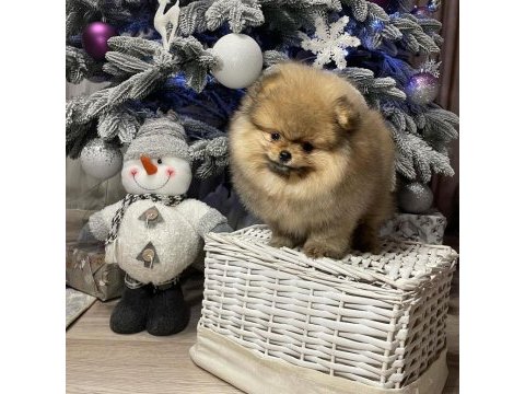 Irk garantili pomeranian yavruları