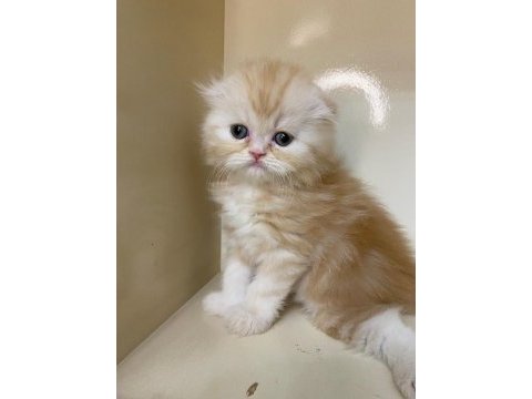 Mükemmel a kalite scottish fold longhair bebekler