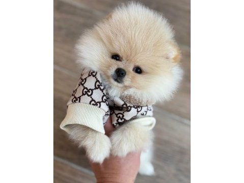 Boo garantili yavrularımız