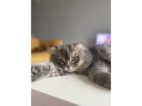 Scottish longhair