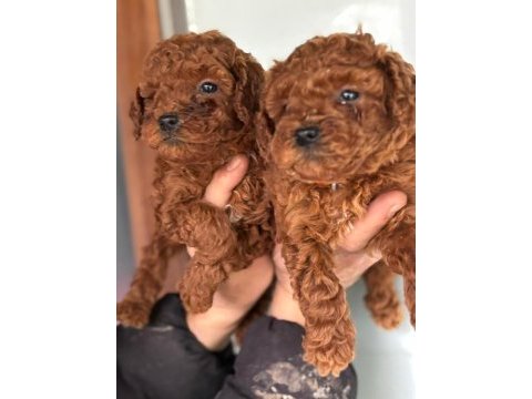 Ufacık toy poodle yavrularım