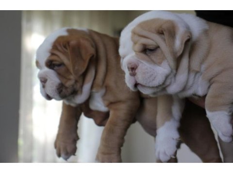 Sitenin en renkli bulldog yavruları