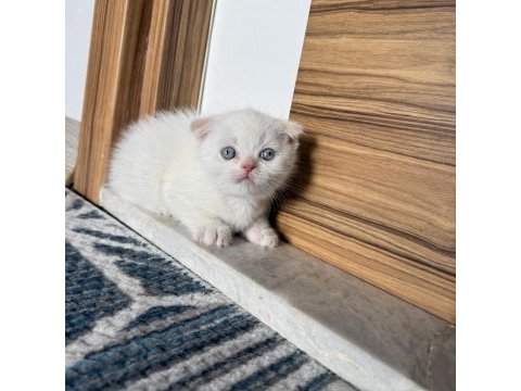 Yakışıklı british shorthair prenslerim