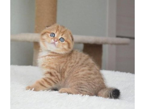 Portakal rengi ny24 scottish fold