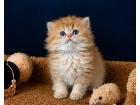 Show kalite british longhair golden