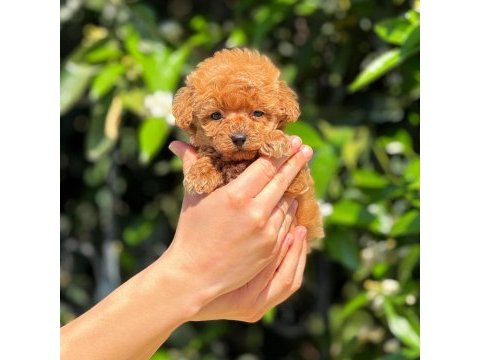 Toy poodle saf kan