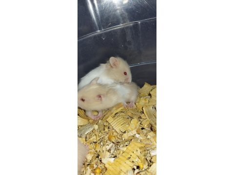 Renk güzeli teddy bear hamster