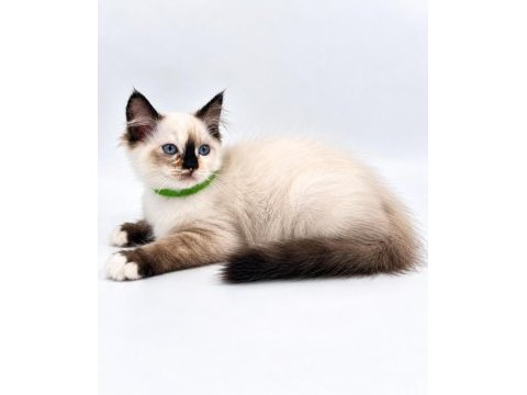 Yavru ragdoll kedileri