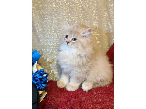 A kalite british longhair yavrular