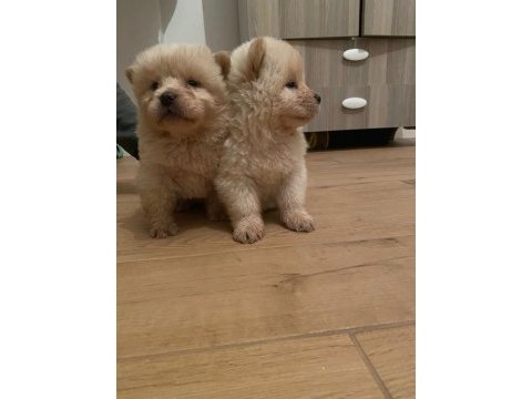 Çin aslanı chow chow