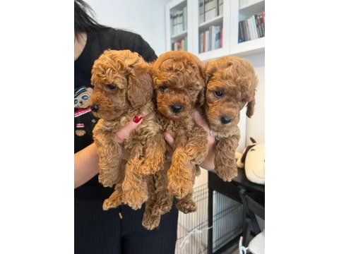 Poodle minnaklarımıza yuva arıyoruz