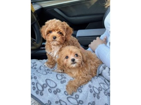 Maltipoo yavrularımız