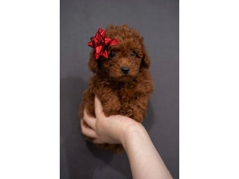 Dişi poodle köpeği