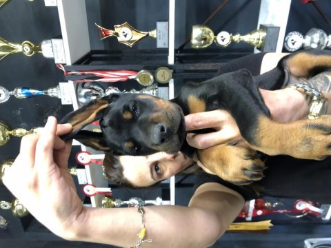 Dünyaca ünlü doberman torunu