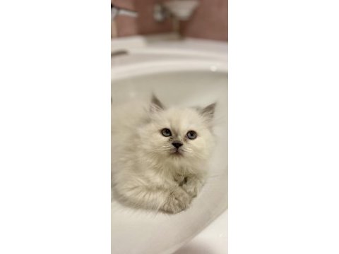 Teslime hazır 60 günlük british longhair dişi