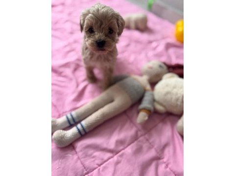 Maltipoo yavrular