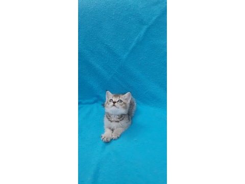 Black golden küçük british shorthair prens