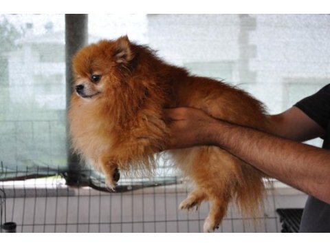2.5 yaşında çiftleşmeye uygun dişi pomeranian boo
